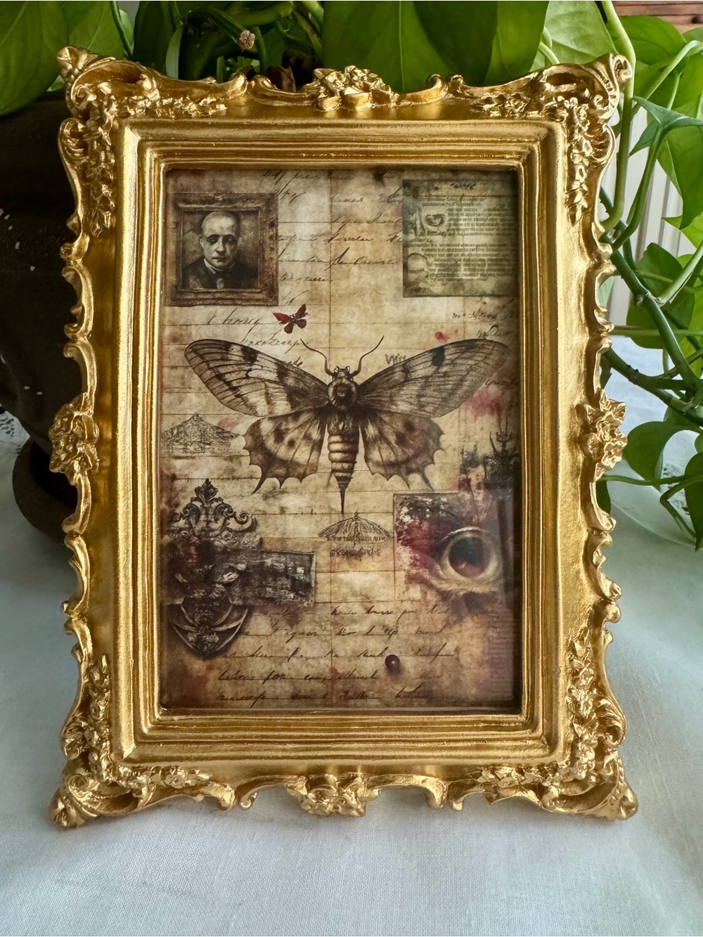 Ornate Gold Decorative Frame with Vintage Moth Art 8” x 6”